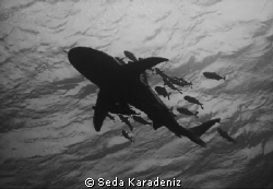 Oceanic White Tip Shark: My first shark!! 
Canon IXUS 80... by Seda Karadeniz 